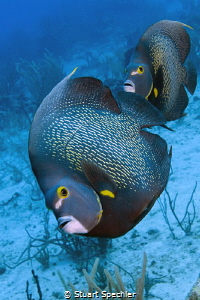 French angelfish are not skittish, but it's unusual for t... by Stuart Spechler 